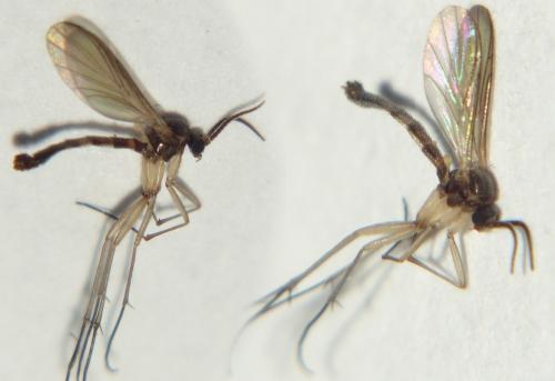 Orfelia sp.